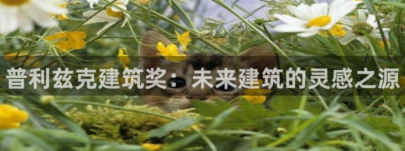 顺盈娱乐彩票官网下载